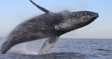 Whale watching tours in cabo san lucas full breach with cabo adventures