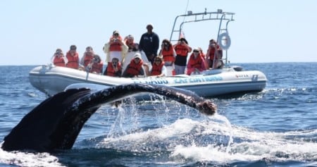 cabo expeditions whale watching tours in high speed zodiac boats Cabo San Lucas
